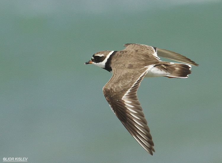  Common Ringed Plover Charadrius hiaticula   ,Maagan Michael,29-08-11 Lior Kislev        